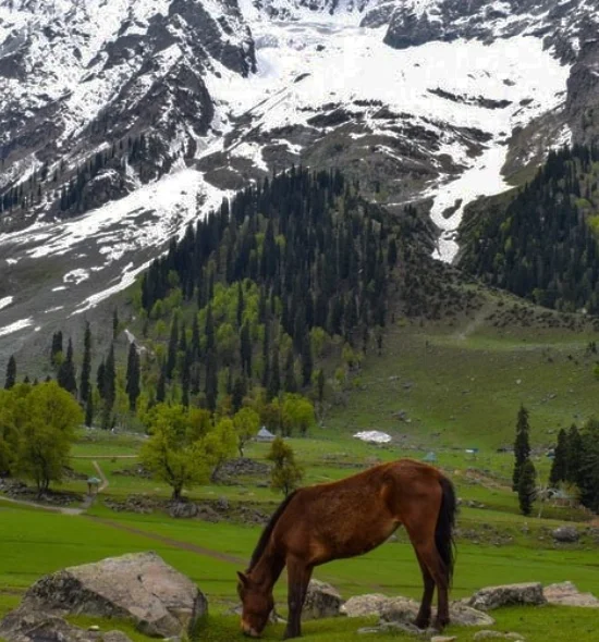 Horse Riding in Pahalgam